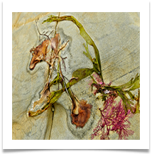 Dorset Seaweed Art - Chris Beesley